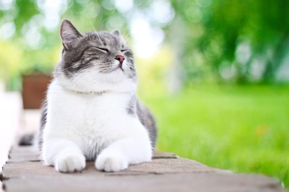 A cat resting in a sunny garden