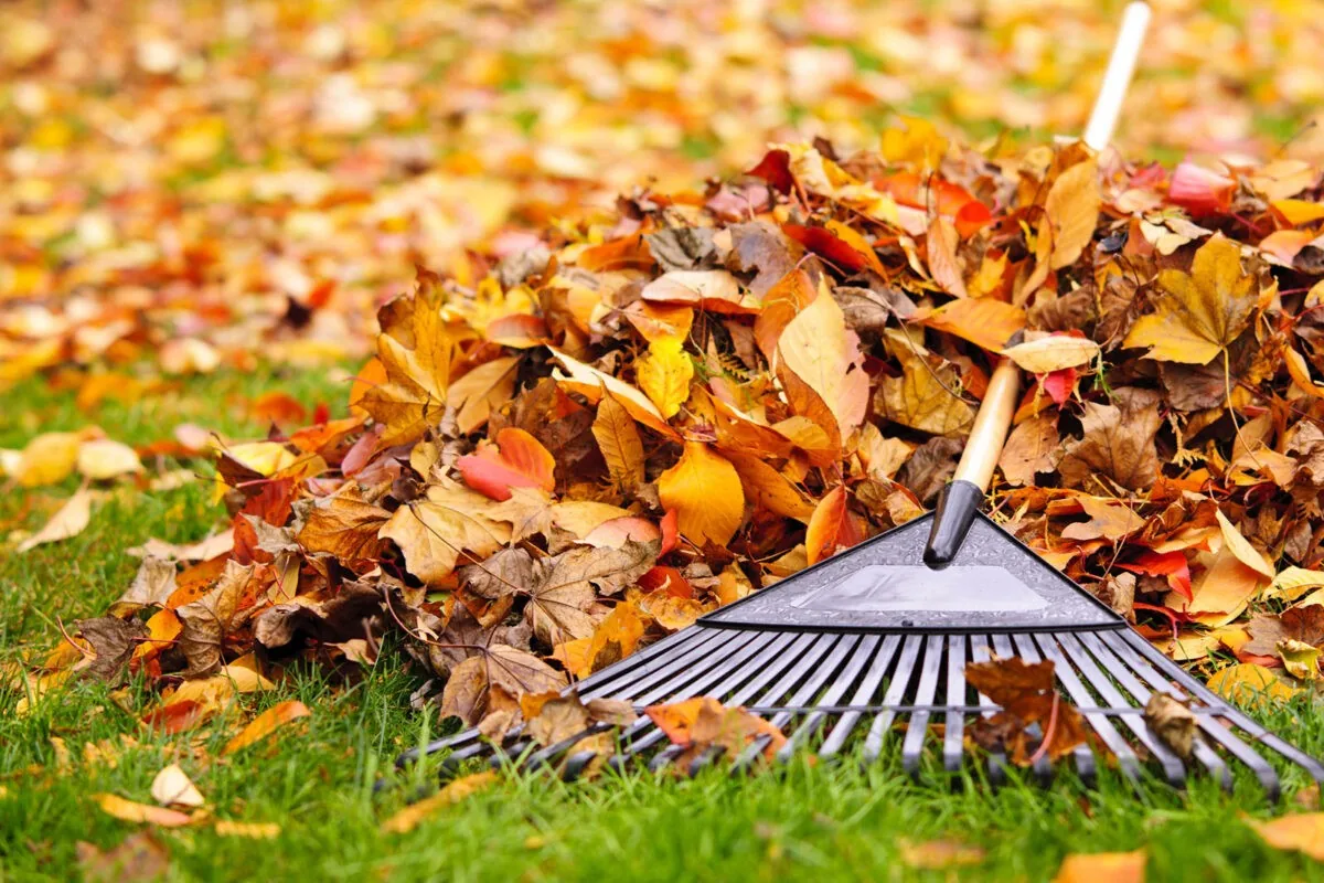 A rake in a pile of autumn leaves on the lawn